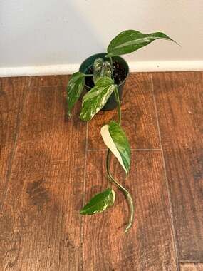 Epipremnum Pinnatum Albo Variegated Live Houseplant in 4-Inch Pot